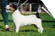 Bekmar Lenny Kravitz | Jack Russell Terrier 