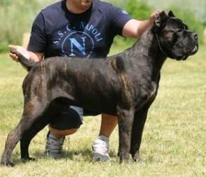 BRUCE DELLA PORTA DIPINTA | Cane Corso 