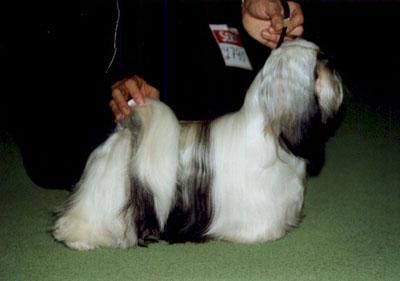 SAN JO LACED IN SILVER | Lhasa Apso 