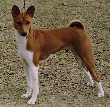 Baagna Fates Chance | Basenji 