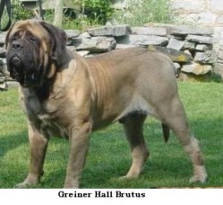 Greiner Hall Brutus | Mastiff 