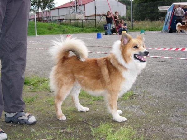 Töfra Dofri Brosi | Icelandic Sheepdog 