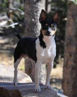 K2s Bad to the Bone | Rat Terrier 