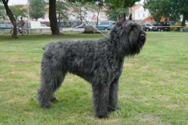 Dusko Dan de Dasilva | Bouvier des Flandres 