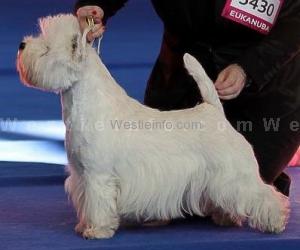 Xtreme Poker Face Sunshine Celebration | West Highland White Terrier 