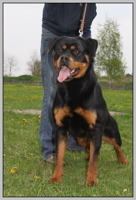 Wilma vom Luchweg | Rottweiler 