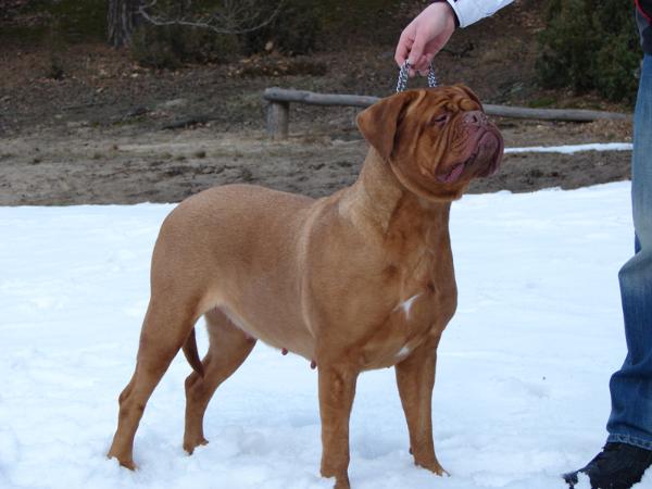 Dora Ryczer | Dogue de Bordeaux 