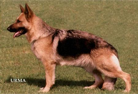 Reva v. h. Besoyenseland | German Shepherd Dog 