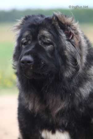 RUSSKI RISK TAYFUN (RUS) | Caucasian Mountain Dog 