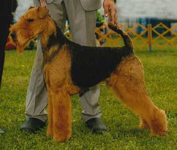 Traymar Terrydale HK Affair of the Heart | Airedale Terrier 