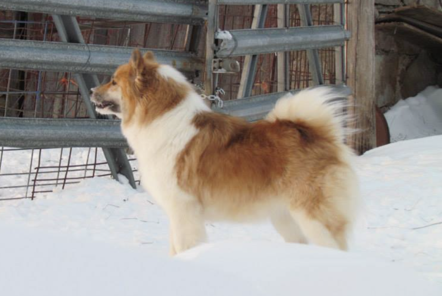 Hidow Tara | Icelandic Sheepdog 