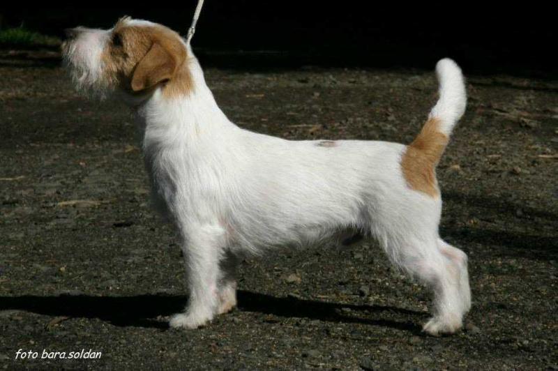 Graftop Sonix | Jack Russell Terrier 