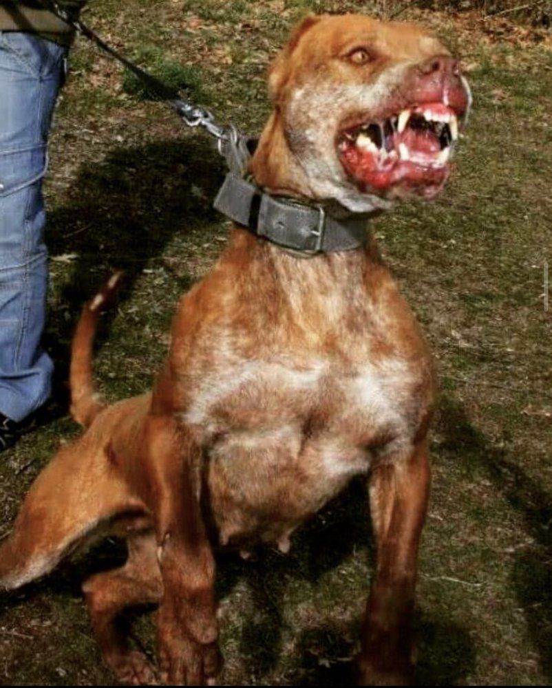 TRAYA DE MASETEROS | Perro de Presa Canario 