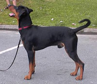 Lilla Enebys QUINTANA DE LA TURBO | German Pinscher 