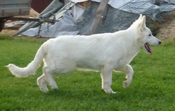 Darell iz Okeana Udachi | White Swiss Shepherd Dog 
