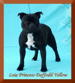 Leia Princess Daffodil Yellow | Staffordshire Bull Terrier 