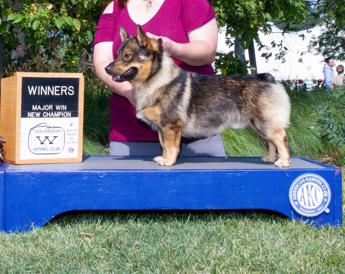 Valkyrie's Rebel Heart | Swedish Vallhund 