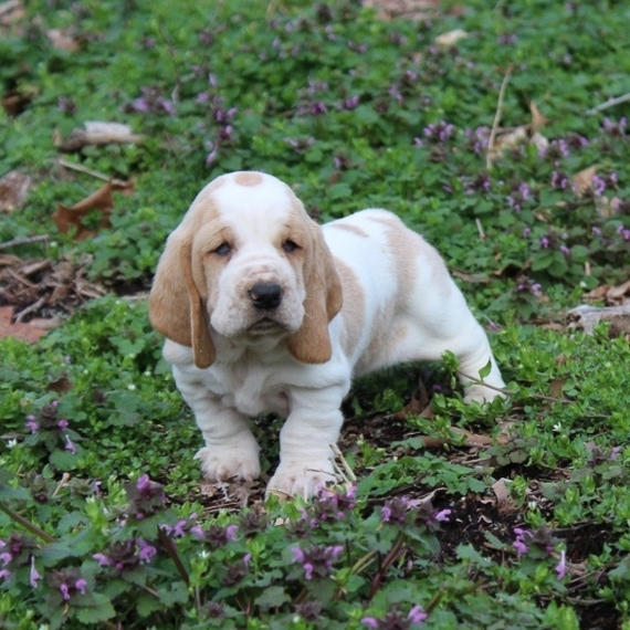 Basset Artésien Normand