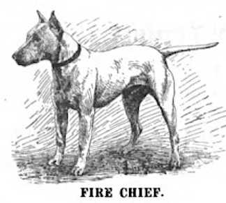 Fire Chief (~1904) (058520) | Bull Terrier 