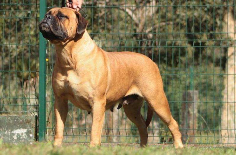 Mimba Kuera Chica da Silva | Bullmastiff 