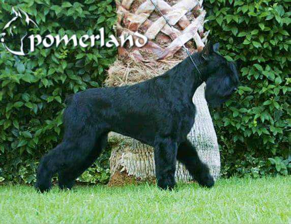 Tylka De Pomerland | Giant Schnauzer 