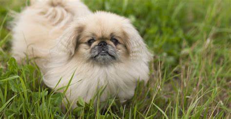 Pekingese