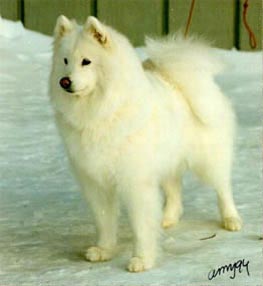 Humoresque Bermuda-Blondin | Samoyed 