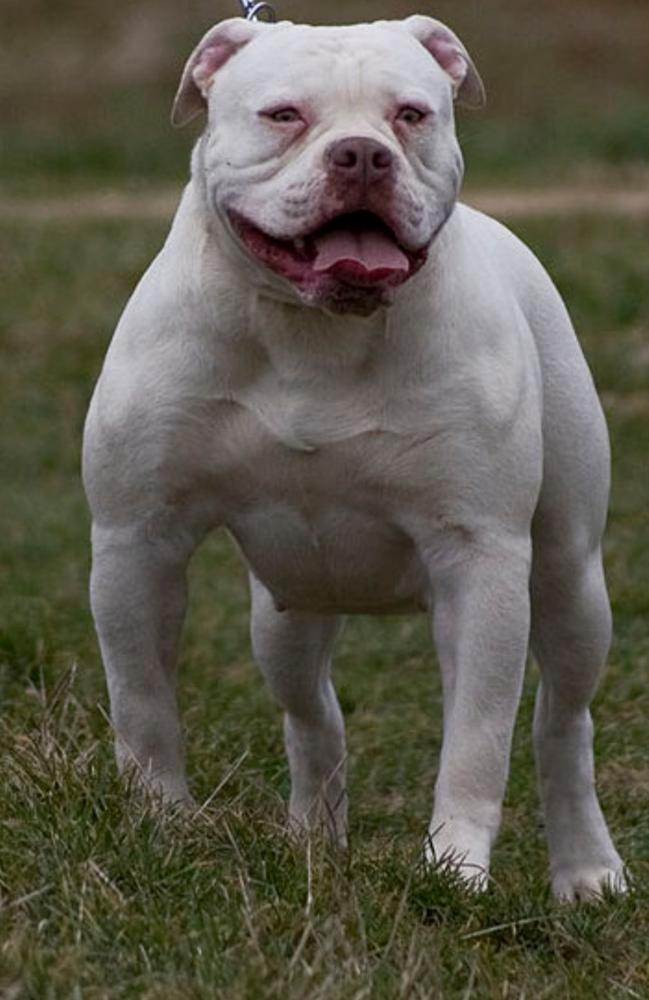 Cerberus Bulls Winky of BC's | American Bulldog 