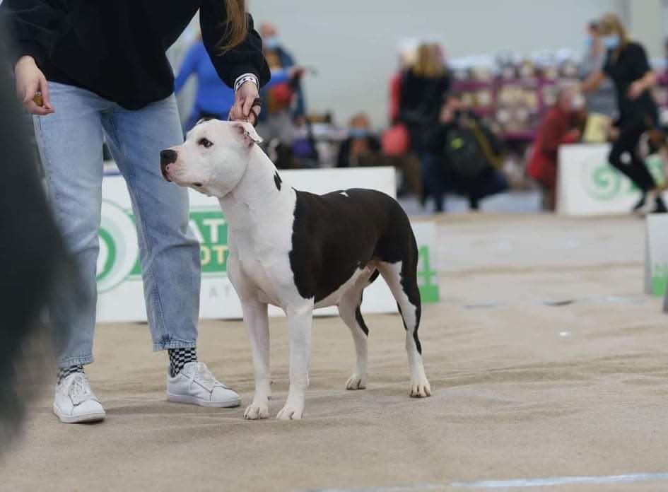 HANNA | American Staffordshire Terrier 