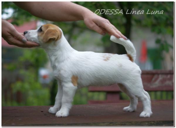 ODESSA Linea Luna | Jack Russell Terrier 