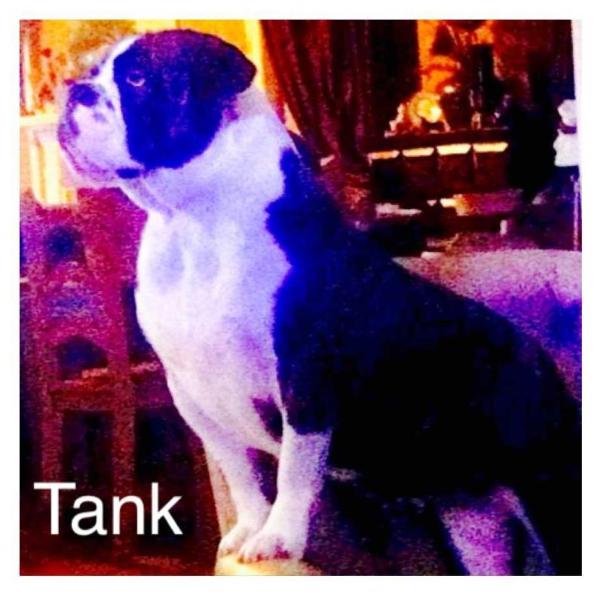 Sgt Peppers Tank | Olde English Bulldogge 