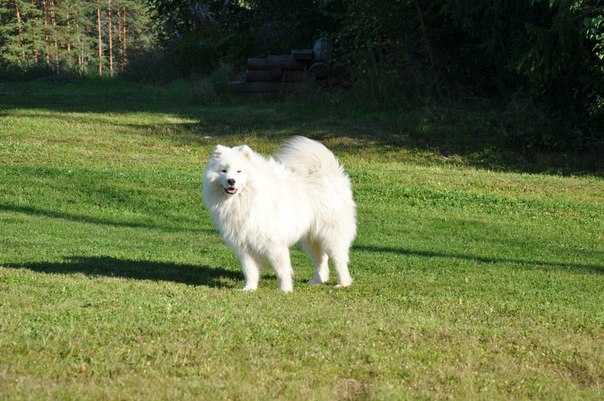 Amon | Samoyed 