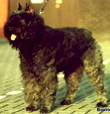 Ilford Michelle v.d. Overstort | Bouvier des Flandres 