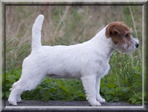 Knotteliten´s Diamond Dee | Jack Russell Terrier 