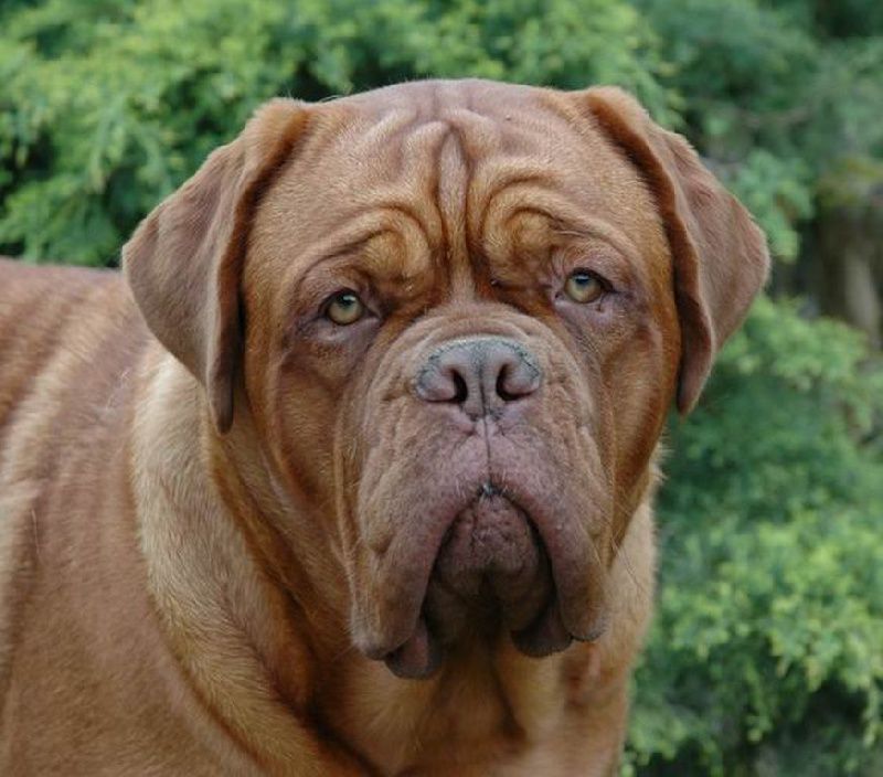 Arlette Kwan De la seigneurie des chartrons | Dogue de Bordeaux 