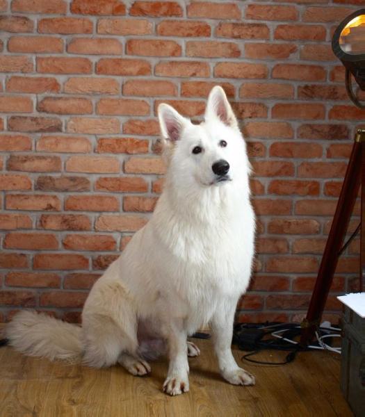 Executive Decision of Sereno Spirit (Kodi) | White Swiss Shepherd Dog 