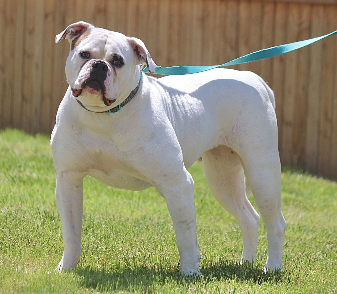 Howell's Too Hype Hammy | American Bulldog 