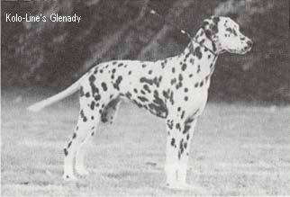 Kolo Line's GLENADY | Dalmatian 