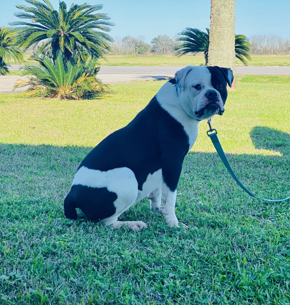 Paparazzi Kennels Dolce of Coopers | American Bulldog 