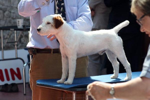 Jappatin Polar Ice | Parson Russell Terrier 