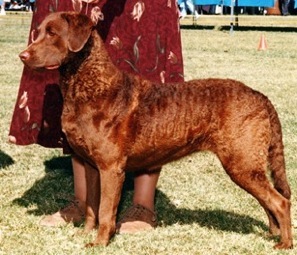 Desert Winds Storms A Bru'N | Chesapeake Bay Retriever 