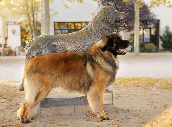 Amicus Optimus Antonius | Leonberger 