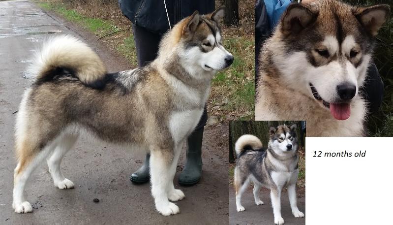 NAYELI OF PRINCESS LALIMA Malamute Sanctuary | Alaskan Malamute 