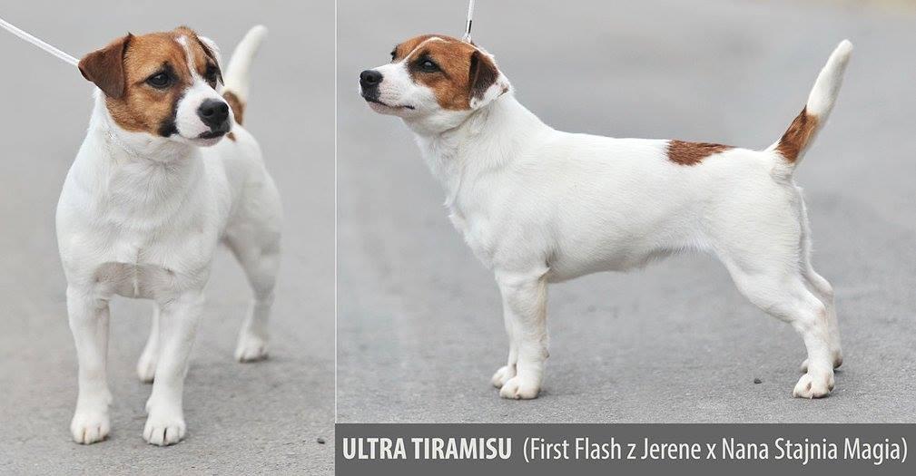 Ultra Tiramisu | Jack Russell Terrier 