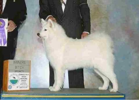 Vanderbilt Weisblitz Sapphire | Samoyed 