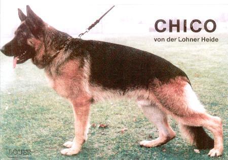 Chico von der Lohner Heide | German Shepherd Dog 