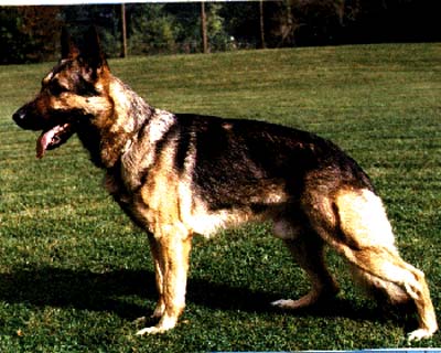 Astor vom Greifenhorst | German Shepherd Dog 