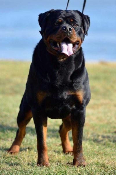 Ashiro Futogline | Rottweiler 