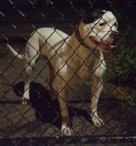 Benzan's Luna of Alpha &amp; Omega | American Bulldog 