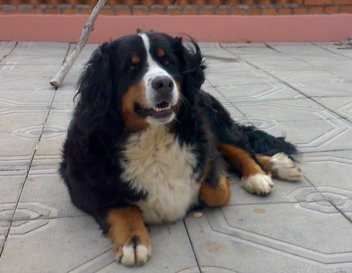 Sennenhund Rossii Pallada Afina | Bernese Mountain Dog 